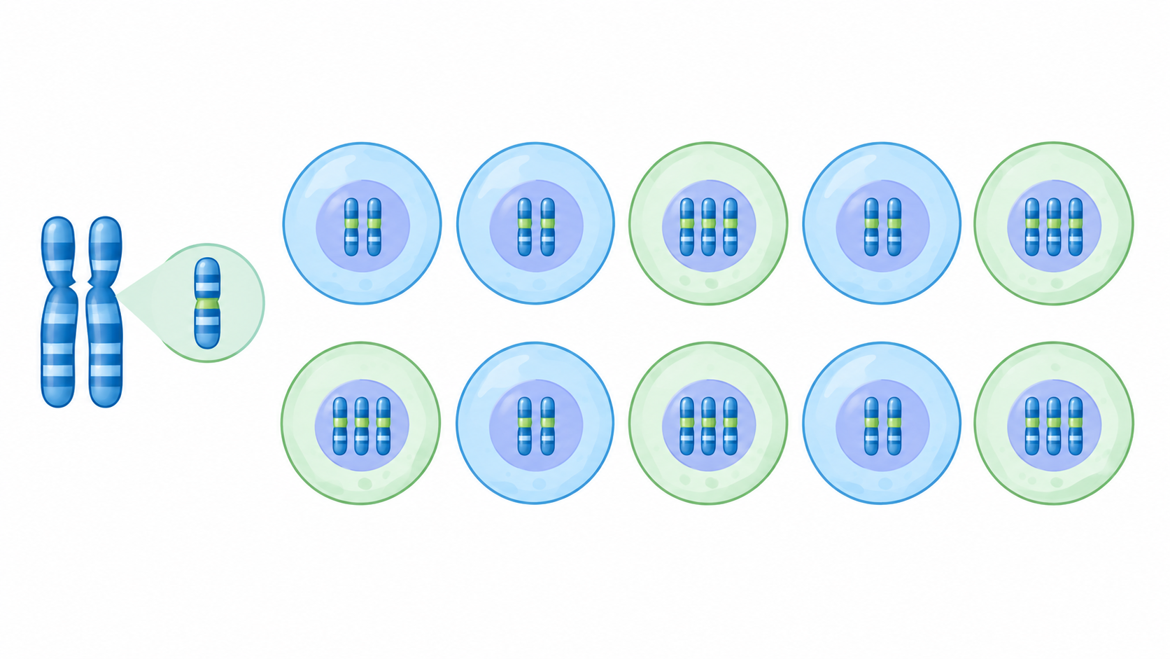 Diagram illustrating cells with two copies and three copies of chromosome 21 in mosaic Down syndrome